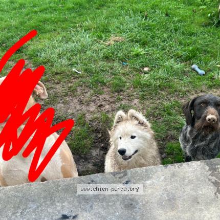 Photo de chien perdu à Pipriac