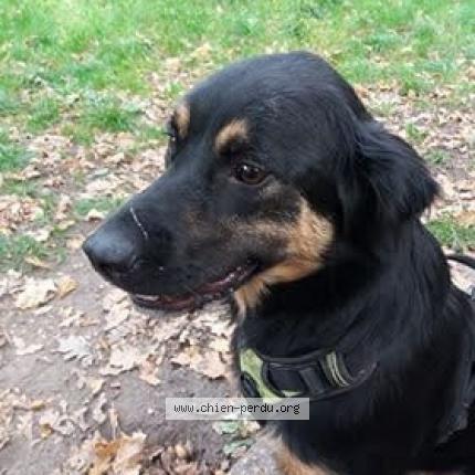 Photo 1/1 Chien retrouvé Perdu à Bradiancourt