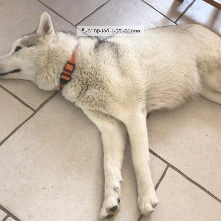 Photo de chien perdu à La Grand Croix