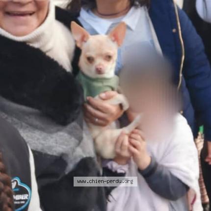 Photo de chien perdu à Narbonne