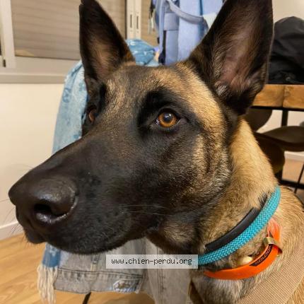 Photo de chien trouvé à Nice