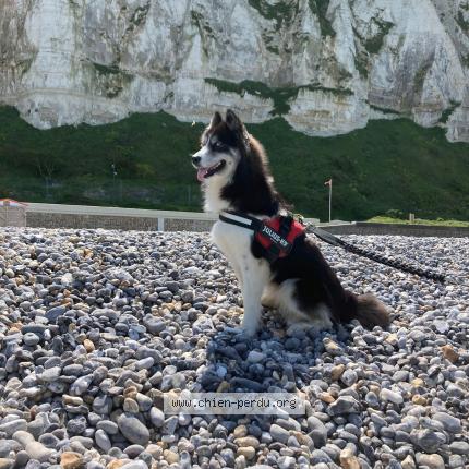 Photo 1/1 Chien retrouvé Perdu à Feuquieres