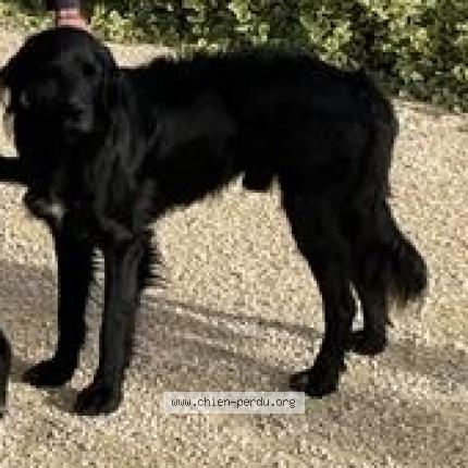 Photo 1/1 Chien retrouvé Perdu à Saint Joseph De Riviere