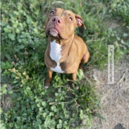Photo de chien perdu à Garges Les Gonesse