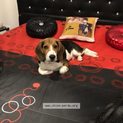 Photo de chien perdu à La Trinite