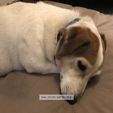Photo 1/1 Chien retrouvé Perdu à Bois Le Roi