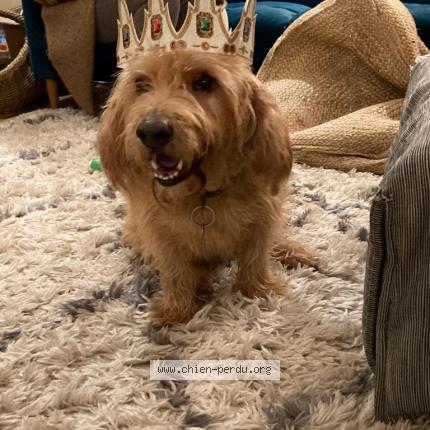 Photo 1/1 Chien retrouvé Perdu à Saint Malo