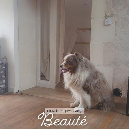 Photo 1/1 Chien retrouvé Perdu à Cherac