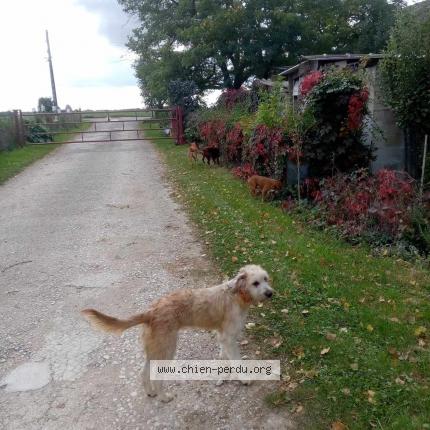 Photo 1/1 Chien retrouvé Perdu à Blandy
