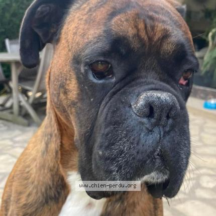 Photo 1/1 Chien retrouvé Perdu à Villebrumier