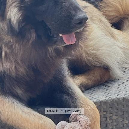 Photo 1/1 Chien retrouvé Perdu à Villebrumier