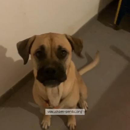Photo 1/1 Chien retrouvé Perdu à Saint Croix Volvestre