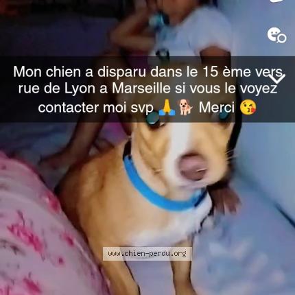 Photo 1/2 Chien retrouvé Perdu à Marseille