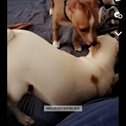 Photo 2/2 Chien retrouvé Perdu à Marseille