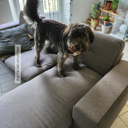 Photo de chien perdu à Le Tourneur