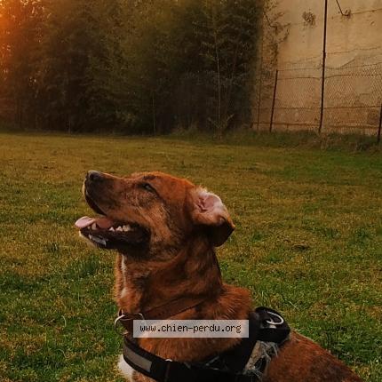 Photo de chien perdu à Tartas