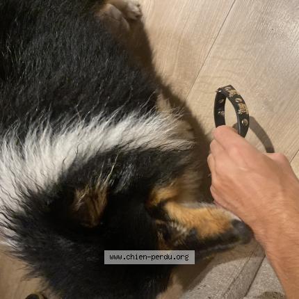 Photo de chien trouvé à Chamonix