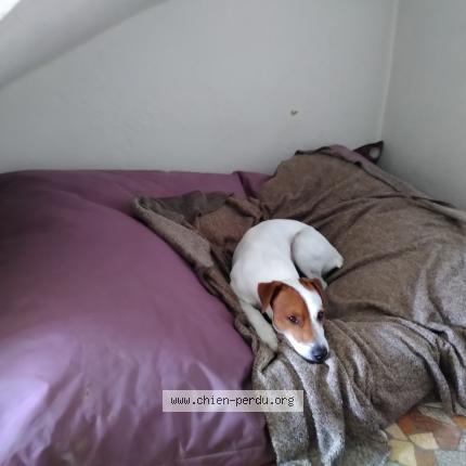 Photo 1/1 Chien retrouvé Perdu à Anse