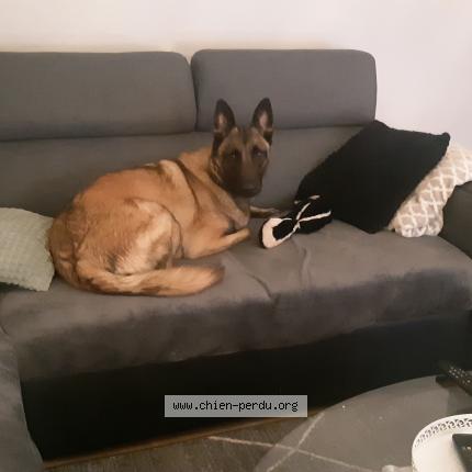 Photo 1/1 Chien retrouvé Perdu à Thionville