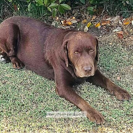 Photo de chien perdu à Teloche