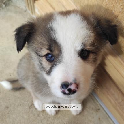 Photo de chien perdu à Saint Mesmin
