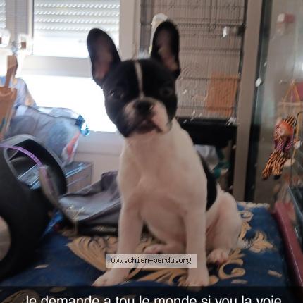 Photo 1/1 Chien retrouvé Perdu à Sion Les Mine