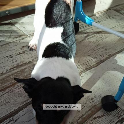 Photo de chien perdu à Bretignolles Sur Mer