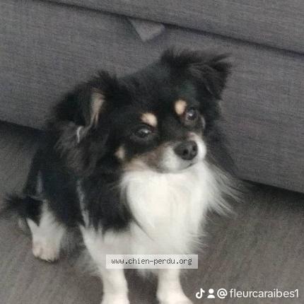 Photo 1/1 Chien retrouvé Perdu à St Remy Sur Avre