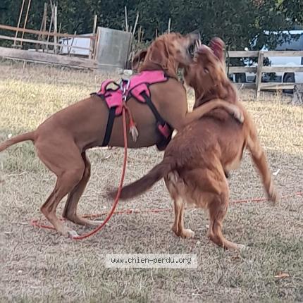 Photo de chien perdu à Vazerac