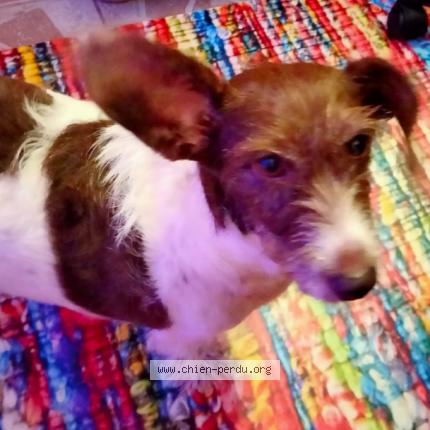 Photo 1/1 Chien retrouvé Perdu à 92600 Asnieres Sur Seine