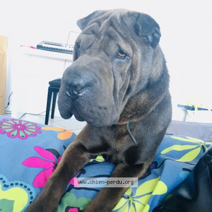 Photo de chien perdu à Coulounieix Chamiers