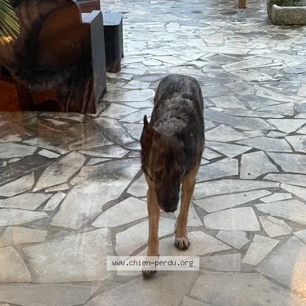 Photo de chien trouvé à Laveraet