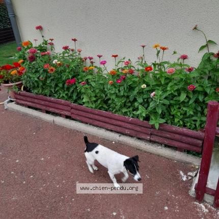Photo de chien perdu à Loiron