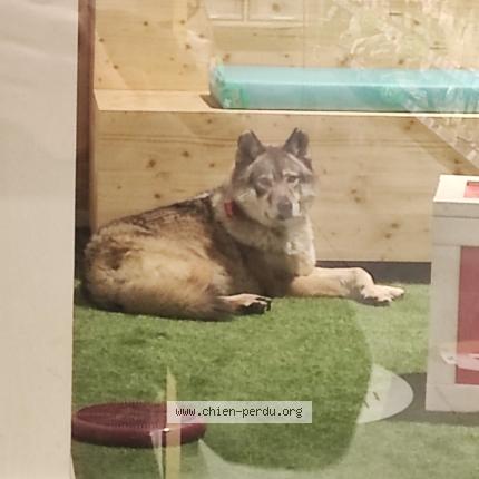 Photo de chien perdu à Lievin