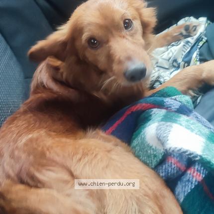 Photo de chien perdu à Lens