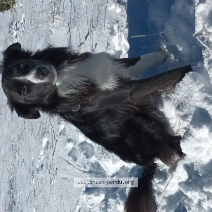 Photo de chien perdu à Beauregard Baret