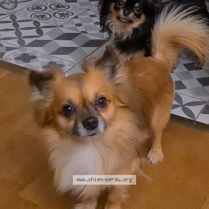 Photo de chien perdu à Les Damps