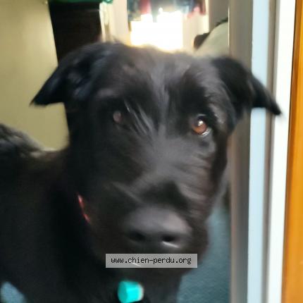 Photo de chien perdu à Plouarzel