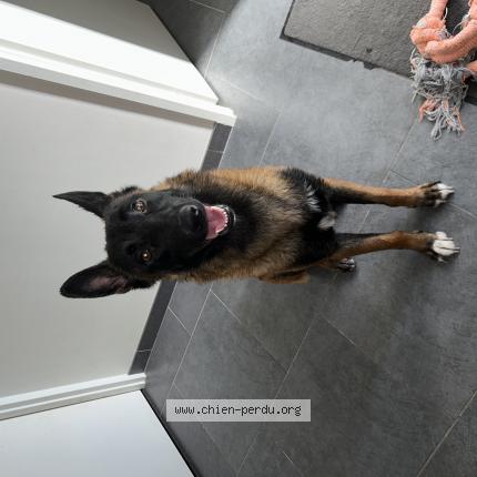 Photo de chien perdu à Brunoy