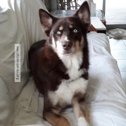 Photo de chien perdu à Sainte Colombe Sur L Hers