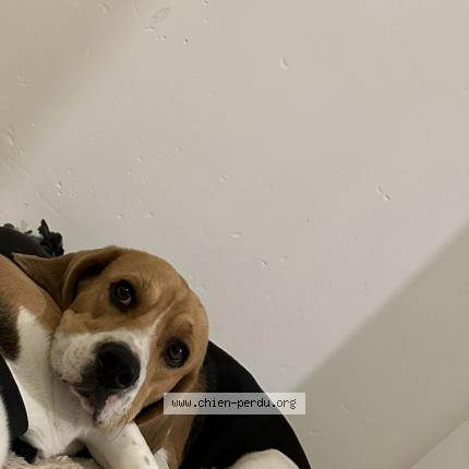 Photo de chien perdu à Limoges