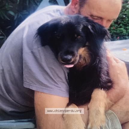 Photo de chien perdu à Jumilhac Le Grand