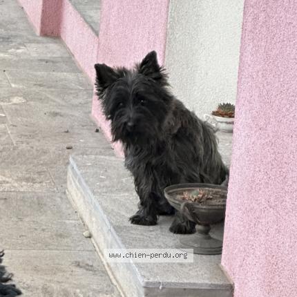 Photo de chien perdu à Saint Germain Du Bois