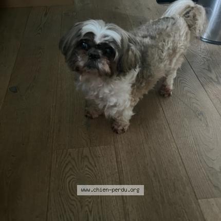 Photo de chien perdu à Ouistreham