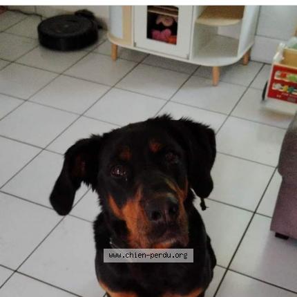 Photo de chien perdu à Montfaucon Montigne