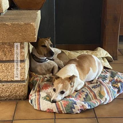 Photo de chien perdu à Moissac