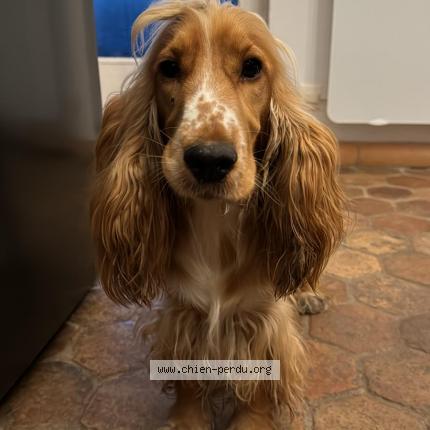 Photo 1/1 Chien retrouvé Perdu à Marseille