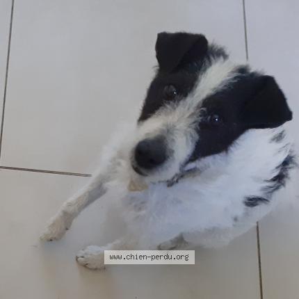 Photo 1/1 Chien retrouvé Perdu à Houssay