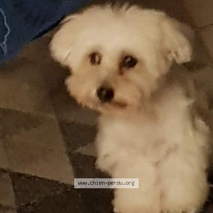 Photo 1/1 Chien retrouvé Perdu à Moussy Le Neuf