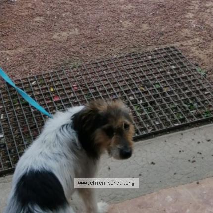 Photo de chien perdu à Le Puy Notre Dame